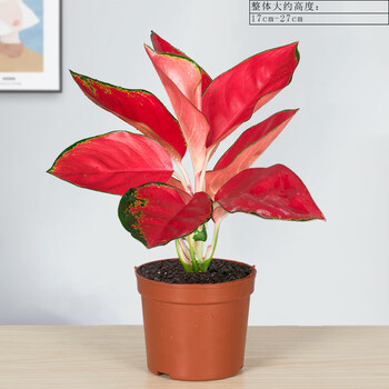 吉利中国红盆栽室内花卉如意皇后万年红万年青水培好养办公室植物中国红简装 不含盆 带盆栽好 图片价格品牌报价 京东 吉利中国红盆栽室内花卉如意皇后万年红万年青水培好养办公室植物中国红简装 不含盆 带盆栽好 图片价格品牌报价 京东