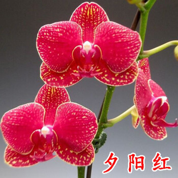 孙国轩蝴蝶兰花苗盆栽带花苞带花剑兰花大苗客厅室内植物花卉四季好养