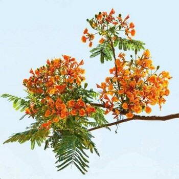 蓝花楹树苗凤凰木风景树北方耐寒红蓝花楹盆栽庭院橙色蓝花楹3公分其他 图片价格品牌报价 京东