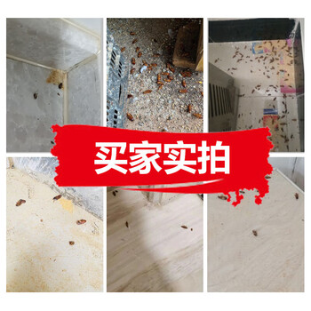 绿叶（Green Leaf）蟑螂药颗粒20袋杀虫饵剂杀蟑胶饵GL01045ZZ