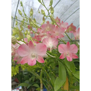 醉春木水蜜桃石斛泰国秋石斛大水蜜桃粉色大花石斛兰denburanapeach