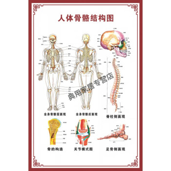 人體骨骼圖掛圖器官內臟結構圖海報脊柱圖解肌肉分佈解剖圖掛畫 人體