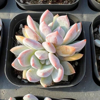 木繁橙梦露多肉大橙子肉肉单头双头老桩多肉新手好养活家庭阳台绿植