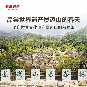 澜沧古茶 2024年景迈春香熟茶 景迈山春茶老树拼古树普洱茶茶叶357g