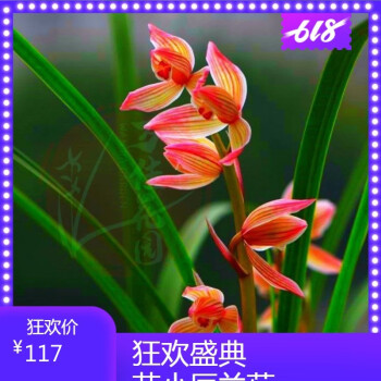 超低價 蘭花苗 紅花 四川蘭花 春劍【新津胭脂】盆栽花卉綠植 春劍