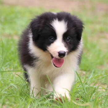 宁宠边牧幼犬边牧犬活体边境牧羊犬幼崽纯种宠物狗活体宠物狗狗活体犬