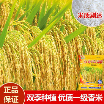 壮香优1205国标一级香米杂交水稻抗病长粒广西湖南江西贵州 壮香优