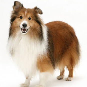 桓瑞宠物纯种宠物狗狗活体喜乐蒂幼犬幼崽大型犬 宠物级a级 公