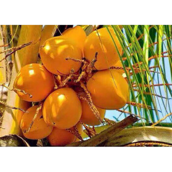 海南椰子树苗泰国黄金矮化椰子树盆栽地栽高金椰子树南方种植 110公分