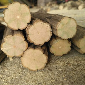 降龙木原木棍 五台山六道木原木九道木 降龙木佛珠料手把拐杖 鞭干