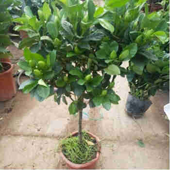 意轩栀子花四季开花 阳台室内盆栽 桅子花苗 栀子花 牡丹栀子花 4年高杆牡丹栀子花【一月左右长花苞】