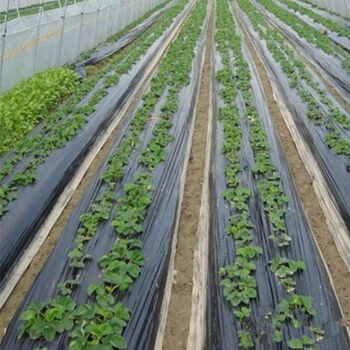 【精选】果园果树双色银黑地膜反光除草防虫保湿农用薄膜葡萄银灰净重