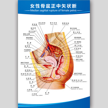 思裕人體解剖圖結構示意圖內臟器官喉部解剖圖醫院耳鼻喉解剖圖掛圖rt