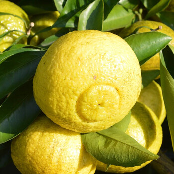 黄贡柚雪峰山春香柚桔柚玲珑柚子怀化洪江安江象山青礼盒中果礼盒9斤