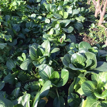 农家露天上海青大青菜蔬菜新鲜苏州青矮脚打火锅太湖黑菜顺丰 5斤