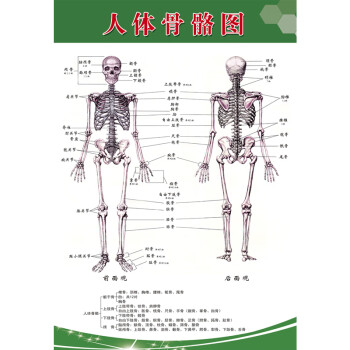 人體解剖圖結構示意圖人體內臟器官骨骼肌肉構造掛圖全身解刨圖片