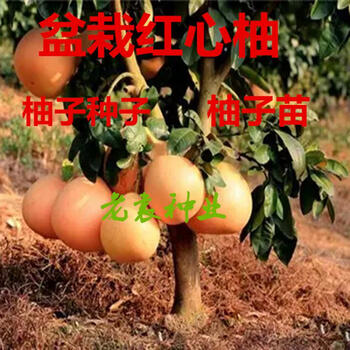 莱芮柚子种子红心柚种子沙田柚种子高产柚子种子红心柚苗柚子苗巨型皇天柚种粒 图片价格品牌报价 京东