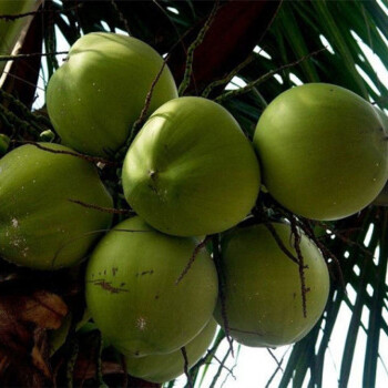 海南新鲜椰子文昌带皮椰青10绿皮青椰汁嫩椰水果带皮椰子4个吸管泡沫