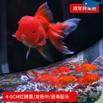 鲲煊冷水金鱼活体观赏鱼活体小金鱼狮子头金鱼苗活体淡水小鱼苗活体鱼4 5cm红狮十条 图片价格品牌报价 京东