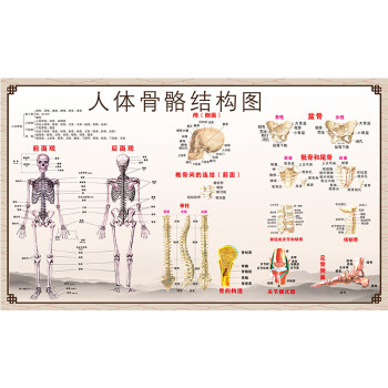 攸竹 人体解剖图 结构示意图人体内脏器官骨骼肌肉构造挂图全身解刨图片 人体骨骼结构图 70x100(厘米)=40寸  相纸(色彩艳丽 无