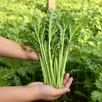 壽禾茼蒿種子孑菜籽皇帝菜小葉細葉家庭菜子陽臺春夏秋季播種蔬萊盆栽