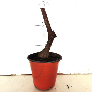 红色花絮柽柳树桩盆景怪柳观音柳精品盆栽庭院办公室客厅树苗小桩 深