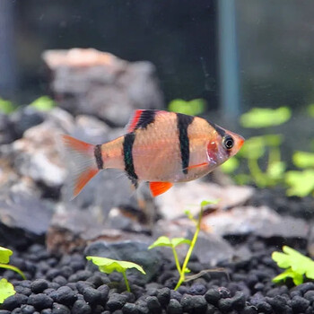 易萌 虎皮鱼活体小型热带观赏鱼混养群游鱼好养易活淡水鱼活鱼 虎皮鱼