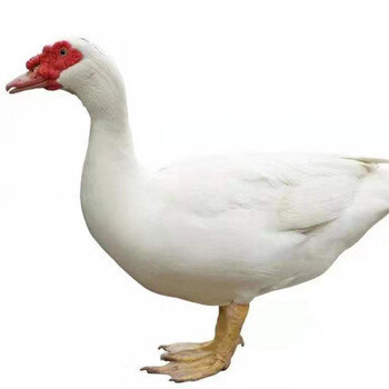 福建闽南正番鸭山林散养三年土鸭老番鸭子整只新鲜现杀顺丰 腾旺纳跃