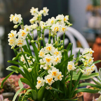 水仙種球四季開花水培植物室內茶几陽臺門店水養花卉盆栽易活5個