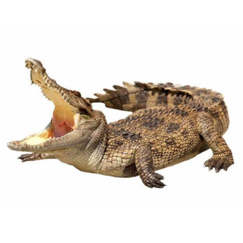 鹿凌青鳄鱼整只鳄鱼活物活体现杀整条去内脏养殖鳄鱼鳄鱼生鲜肉 现杀