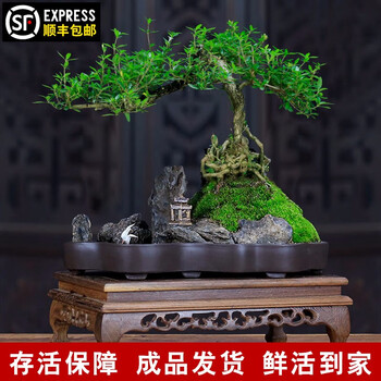 盆景悬崖价格报价行情- 京东