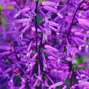 室内卧室四季开花带花苞香味吸毒草定制 特丽莎薰衣草(高筒加仑盆) 不