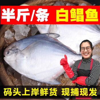 半斤/条白鲳鱼】新鲜鲜活鲳鱼海鲳鱼平鱼银鲳鱼海鱼海产品4两-5两/条【5