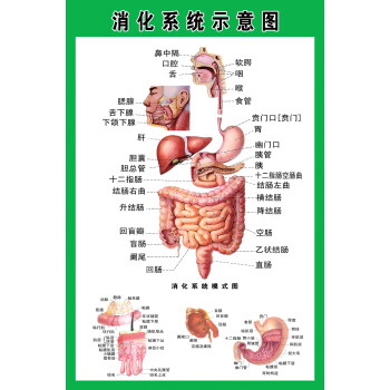 鹅的肠道结构图图片