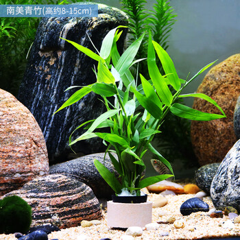 鱼缸中后景水草活体淡水懒人造景红波大叶九冠绿宫廷类坨草水草南美青竹1杯 4 6颗 图片价格品牌报价 京东