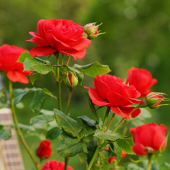 红豆(hodo) 红苹果月季花苗 灌木微型树桩庭院阳台办公桌面植物浓香