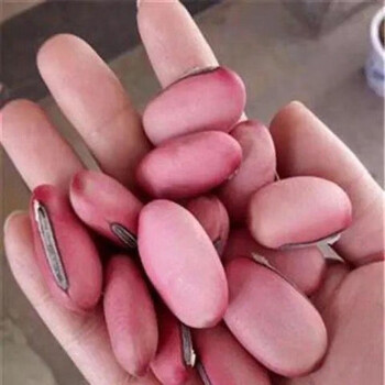 刀豆种子大红刀豆巨型大豆角种籽巴西豆四季蔬菜爬藤菜豆角种子红刀豆