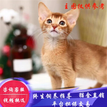 阿比西尼亚猫- 京东