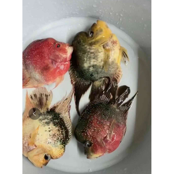 麒麟罗汉鱼元宝罗汉鱼可群养风水鱼 退纱元宝火凤凰13到15 爆头 混养