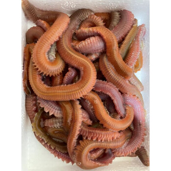 鲈鱼饵 海蚂蝗海蜈蚣海钓鱼饵料海沙蚕活饵顺丰 红沙蚕泡沫盒④盒冰袋