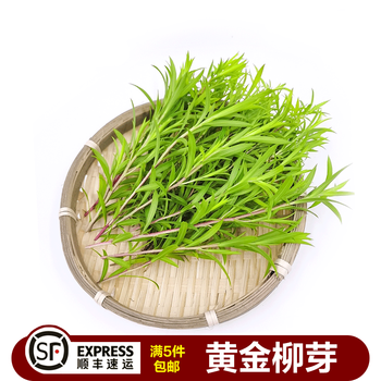 【顺丰】新鲜黄金柳芽 柳条柳叶酒店西餐日料烘焙 花草摆盘装饰点缀 1