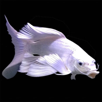 jypet台湾蝴蝶鲤鱼观赏鱼锦鲤活体冷水鱼苗普身蝴蝶鲤555cm1条苗