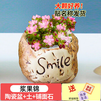 多肉植物玉露锦价格报价行情- 京东