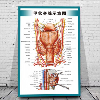 甲状旁腺模式图图片