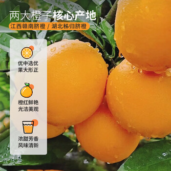 虎标中国香港品牌花草茶 冻干甜橙片冷泡泡水泡茶办公室下午茶70g罐装
