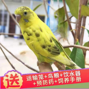 寵物鳥說話鳥活鳥活體觀賞鸚鵡手養繁殖下蛋手養鳥 黃雲斑(包教說話)