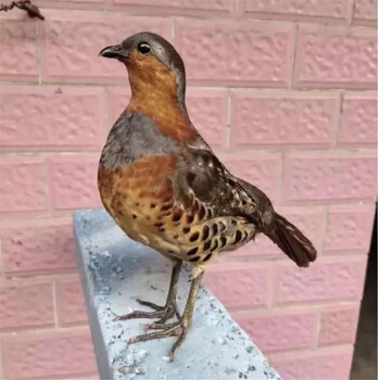 仿真鸡标本竹鸡模型新款竹鸡标本模型摆件仿真竹鸡标本 精品竹鸡模型