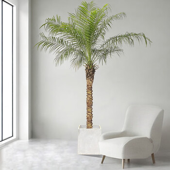 520美丽针葵泰国椰子树针葵树盆栽刺葵棕榈树庭院棕树真绿植展厅室内