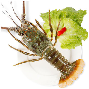 斓维品龙虾鲜活大龙虾小青龙虾波士顿花龙虾鲜活冷冻湛江海鲜水产广东