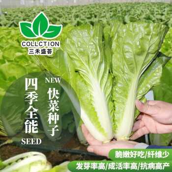 南蔬 白菜種子廣東奶白菜黑葉白菜生長快速南北適應陽臺盆栽農戶大田